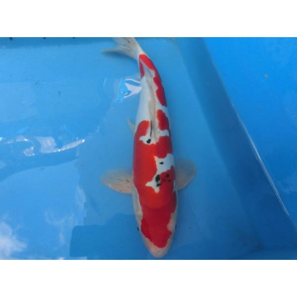 錦鯉43cmドイツ大正三色革鯉 性別不明です（オスだと思います） No