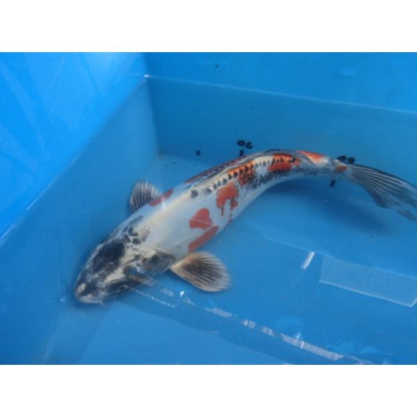 錦鯉37cm輝黒龍 性別不明です No.01131 : BEST錦鯉 - 通販 - Yahoo