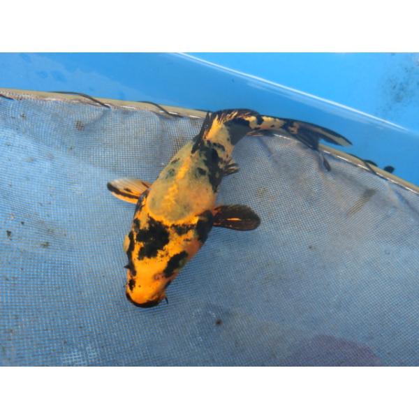 錦鯉１４ｃｍ金黄写り　腹赤　性別不明です　No.0737