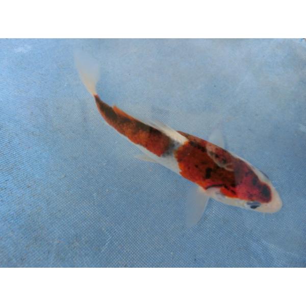 錦鯉１３ｃｍ藍墨衣葡萄系 性別不明です No.0939