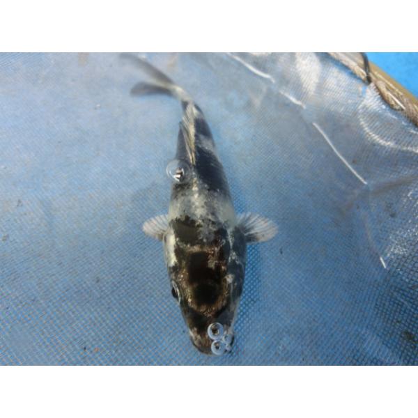 錦鯉　約１０ｃｍ（スモールサイズ）銀白　性別不明です　No.0951