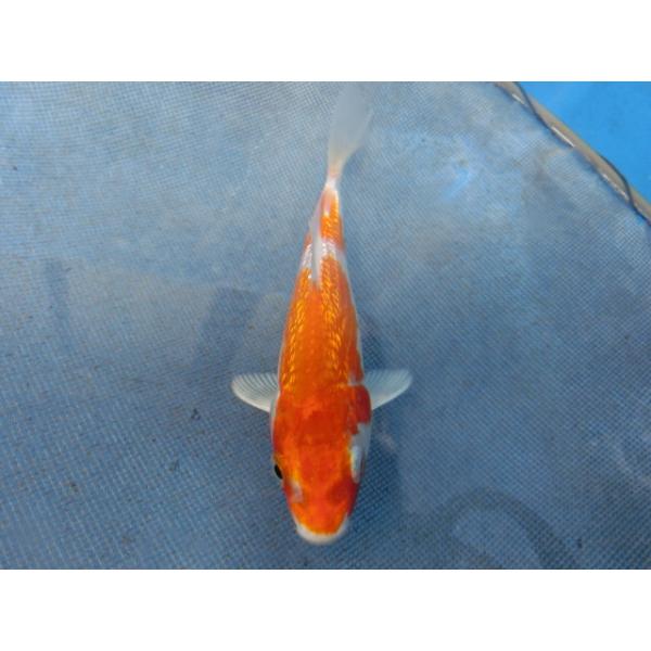 錦鯉　約１０ｃｍ（スモールサイズ）銀鱗桜黄金　性別不明です　No.0952