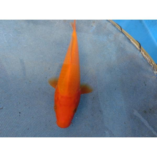 錦鯉　１３ｃｍ緋鯉（ひごい）（藍衣から出ました　やや緋が柔らかく　ややからし鯉の感じもあります）　性別不明です　No.0958