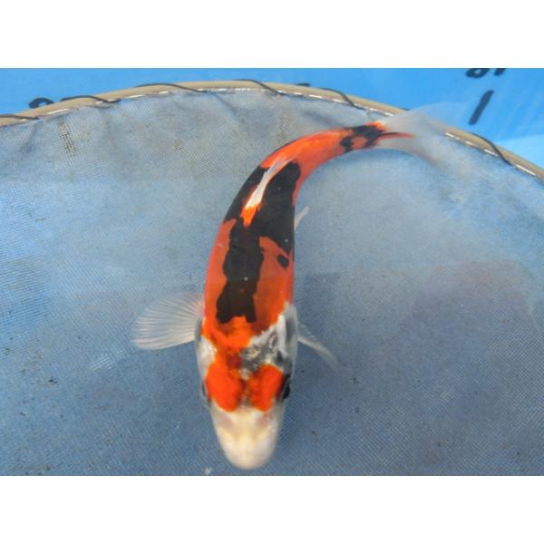 錦鯉 １７ｃｍドイツ金昭和 性別不明です No.0961