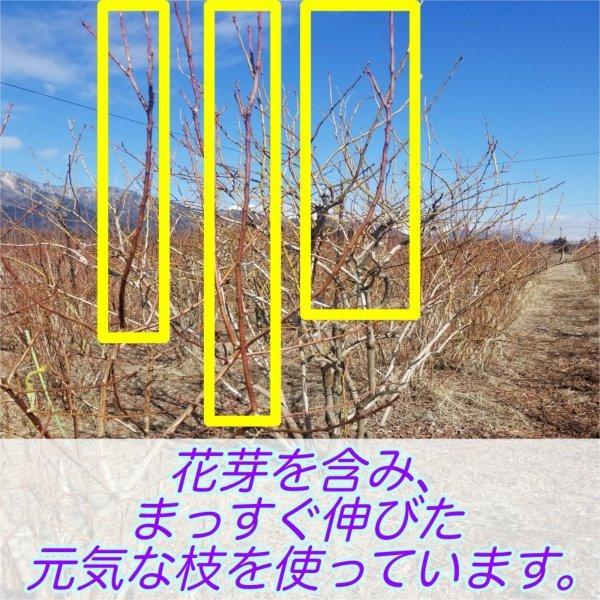 ブルーベリー 苗 苗木 挿し木 接木 接ぎ木 本セット 実質60本 長野県安曇野産 Buyee Buyee Japanese Proxy Service Buy From Japan Bot Online