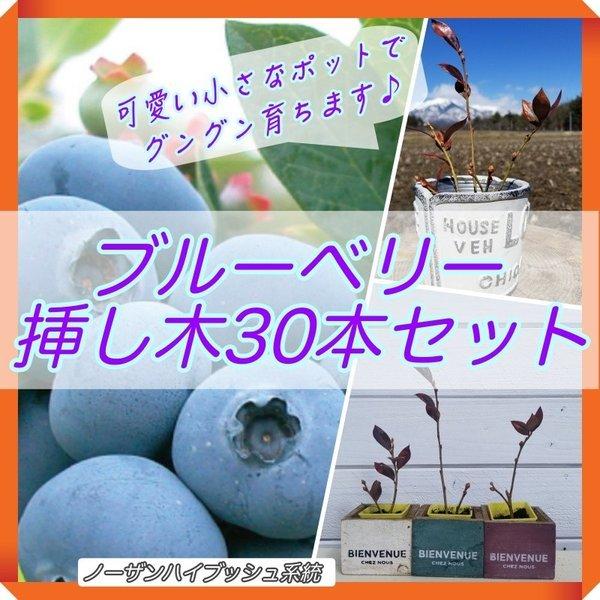 ブルーベリー 苗 苗木 挿し木 接木 接ぎ木 30本セット 実質90本 長野県安曇野産 Blueberry Tsugiki30set Best Tre Sure Shop 通販 Yahoo ショッピング