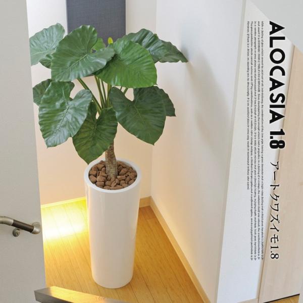 A[g킸1.8(alocasia odora) C~e[VO[
