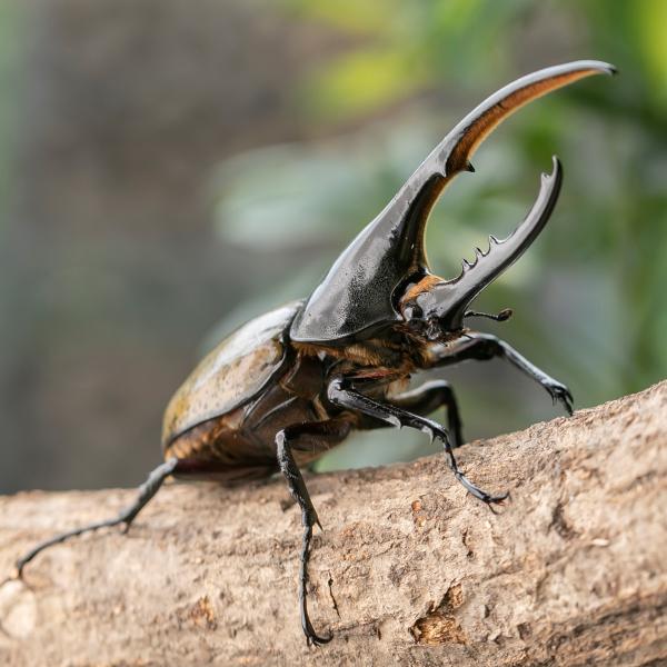 【標本】ヘラクレスオオカブトムシ　グアドループ産　156.3ミリ　飼育品 標本】ヘラクレスオオカブトムシ グアドループ産 156.3ミリ 飼育品