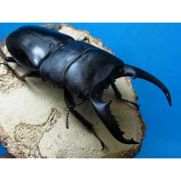 BIGHORN パラワンオオヒラタクワガタ成虫 90upペア ブルックス