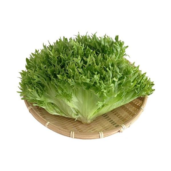 フリルレタスは、玉レタスと比較してもとても栄養価が豊富で、その濃緑色の葉が示すとおり、β-カロチン（ビタミンA）やビタミンC等を多く含んでいます。 カリウム、カルシウム、マグネシウム等のミネラル分、鉄分を多く摂ることが出来るので、毎日の食卓...