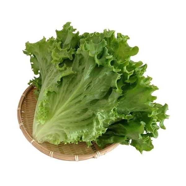 グリーンリーフレタスは、玉レタスと同じ仲間ですが、結球しないタイプのレタスで、かすかな苦味と柔らかい口当たりが特徴の野菜です。玉レタスと比較しても栄養価が高く、特にβ-カロチンでは10倍以上の含有量があります。 また、ビタミンC、鉄、カリウ...