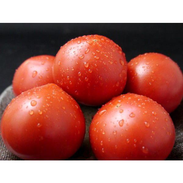 高知県産 トマトの人気商品 通販 価格比較 価格 Com