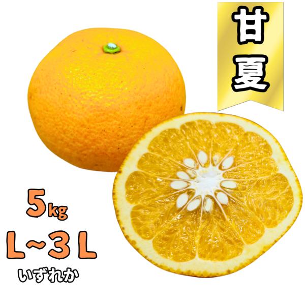 甘夏柑秀品約１０ｋｇ ３０個前後 香川県産 Buyee 日本代购平台 产品购物网站大全 Buyee一站式代购bot Online