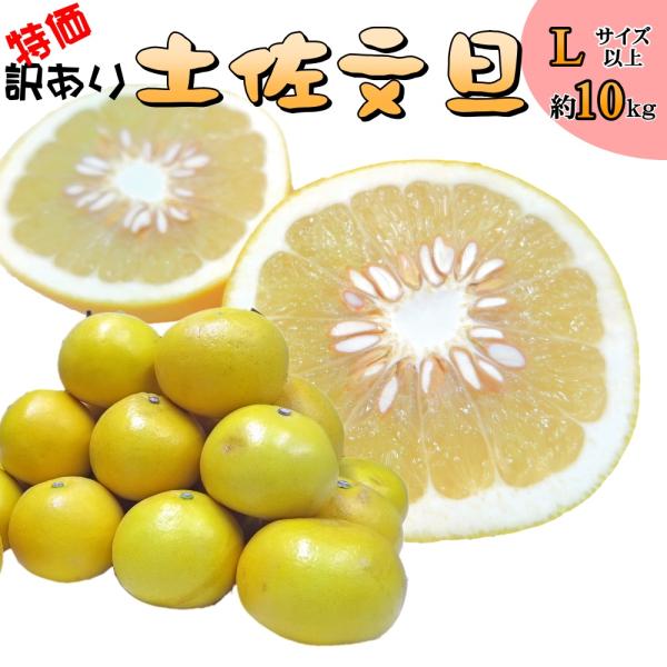 訳あり土佐文旦 Ｌサイズ以上 約１０ｋｇ 高知県産/香川県産 :F-000246