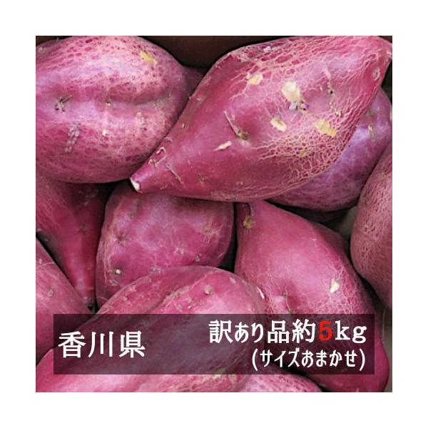 訳ありさつまいも(坂出金時) 約5kg入りサイズおまかせ 香川県産 :J-000127:美味旬果 - 通販 - Yahoo!ショッピング 訳ありさつまいも(坂出金時) 約5kg入りサイズおまかせ 香川県産 :J-000127:美味旬果 - 通販 - Yahoo!ショッピング