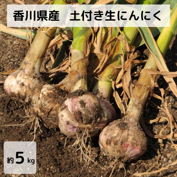 土付き訳あり生にんにく 約５ｋｇ 香川県産