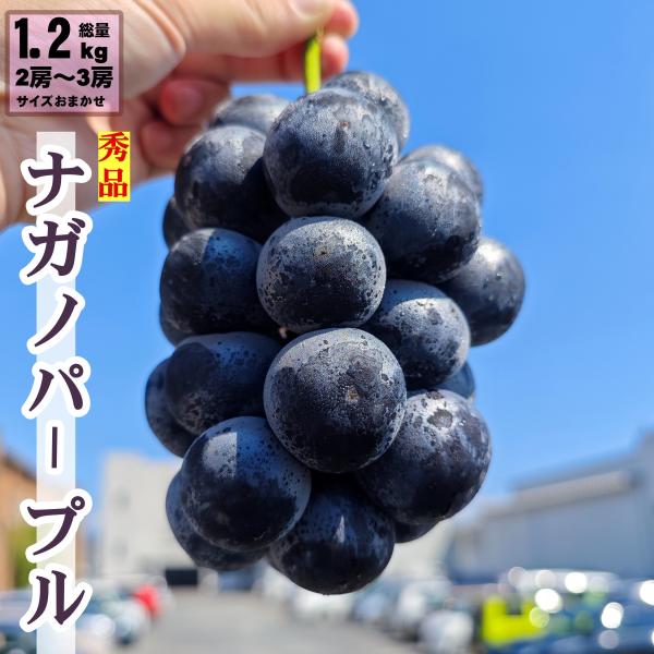 ナガノパープル 長野県産 ぶどう 1.2kg 2房 3房 種なし 皮ごと 送料無料 高級黒ぶどう ギフト 敬老の日