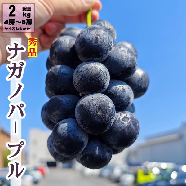 ナガノパープル 長野県産 ぶどう 2kg 4房 6房 種なし 皮ごと 送料無料 高級黒ぶどう ギフト 贈答用 敬老の日