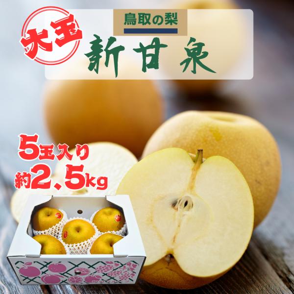 梨 新甘泉 鳥取県産 約2.5kg 大玉5玉 しんかんせん梨 糖度13度~15度 赤梨 秀品 冷蔵便 ギフト