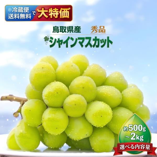 シャインマスカット ぶどう 鳥取県産 2kg 4房から5房 秀品 種なし 皮ごと 冷蔵便 まとめ買い ギフト