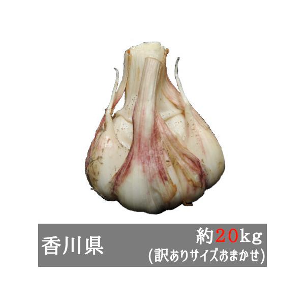 5月上旬以降発送）訳あり生にんにく 約20kg サイズおまかせ 香川 