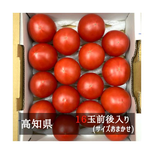 シュガートマト サイズおまかせ(16玉前後入) 高知県産 : v-000304 : 美味旬果 - 通販 - Yahoo!ショッピング シュガートマト サイズおまかせ(16玉前後入) 高知県産 : v-000304 : 美味旬果 - 通販 - Yahoo!ショッピング