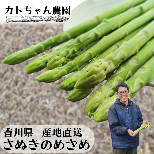 さぬきのめざめ  Mサイズ 約500kg セミロング30cm前後 香川県産 春芽〜夏芽 アスパラ