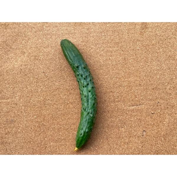 化学農薬や化学肥料は一切使っておりません。単位　1本