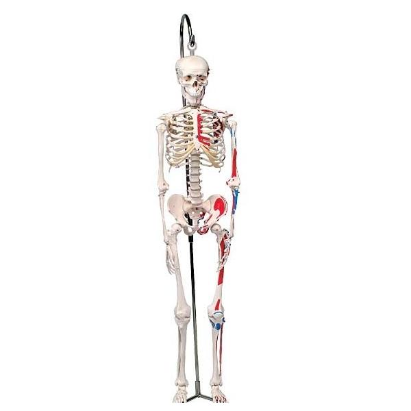 3B  l̖͌^ @V[eB[@1/2kڌ^Sgif@؁ENn^~F\^@݂艺X^hfiA18/6j I  ͌^