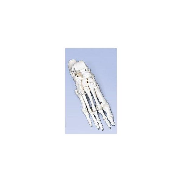 3B  l̖͌^ @i͌^@A30 ̍fC[Ȃ I  ͌^