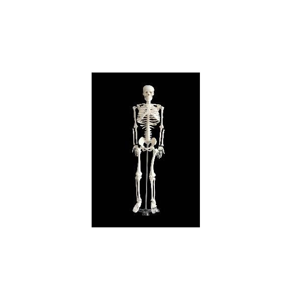 Sgi͌^@1/2TCY I  ͌^