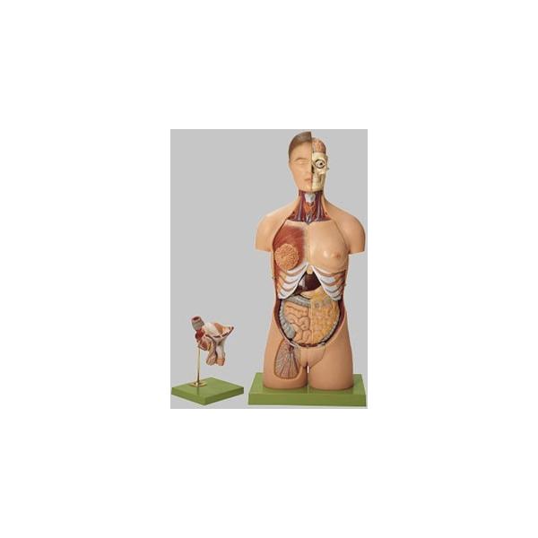 biomedicalnet_as4