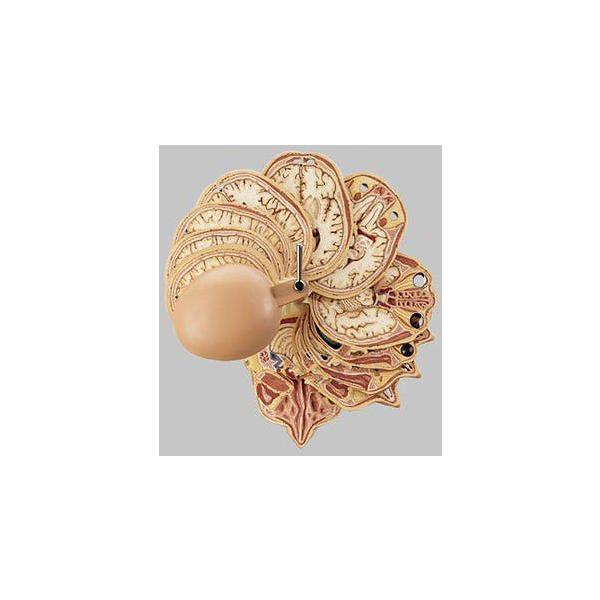 \\ fʑw͌^ bs5/5 I  ͌^