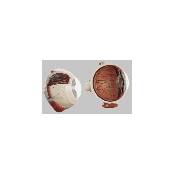 Nkt \\ ዅ͌^ cs11 I  ͌^