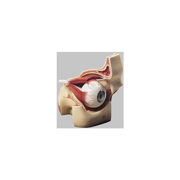 \\ ዅ͌^ cs2/2 I  ͌^