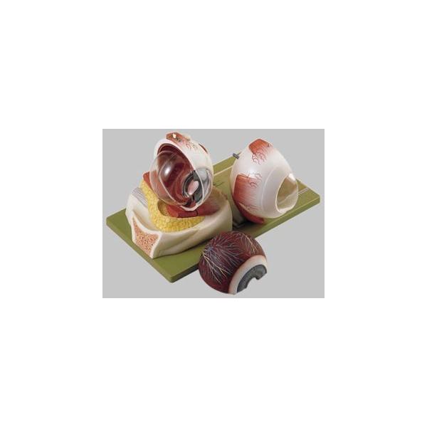 Nk Ώېi \\ ዅ͌^ cs7 I  ͌^