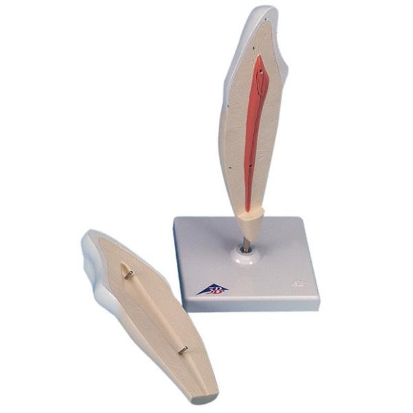 Nk Ώېi 3B  l̖͌^ @͌^ {fcf2 (d10-2) @ I  ͌^