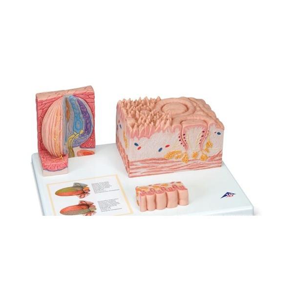 Nk Ώېi 3B  l̖͌^ @͌^ ̑gD\f (d17) @ I  ͌^