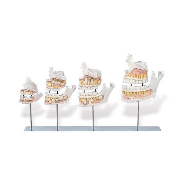 Nk Ώېi 3B  l̖͌^ @Eo͌^ ̐ߒf (d20) @ I  ͌^