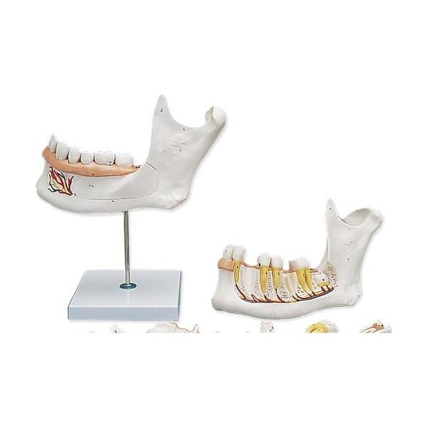 Nk Ώېi 3B  l̖͌^ @Eo͌^ {3{E6f (d25) @ I  ͌^