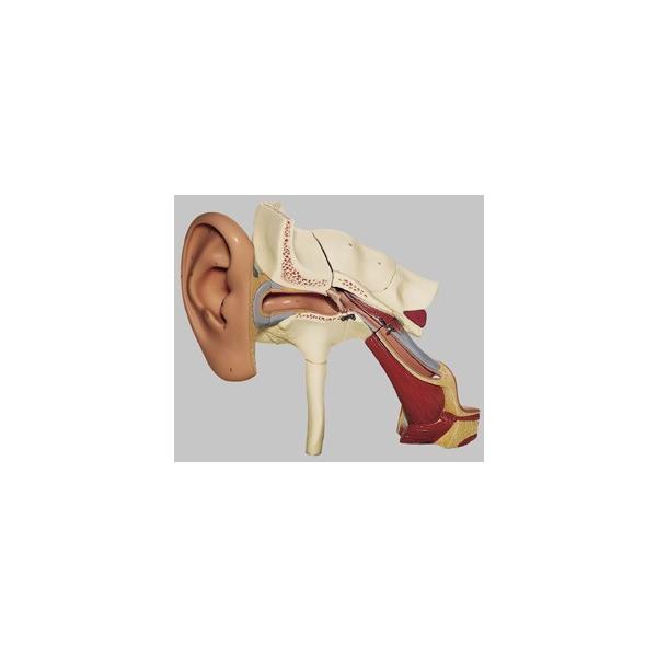 Nk Ώېi \\ U͌^ ds1 I  ͌^