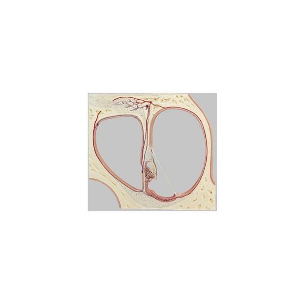 Nk Ώېi \\ 嗋̃R`튯fʖ͌^ ds10 I  ͌^