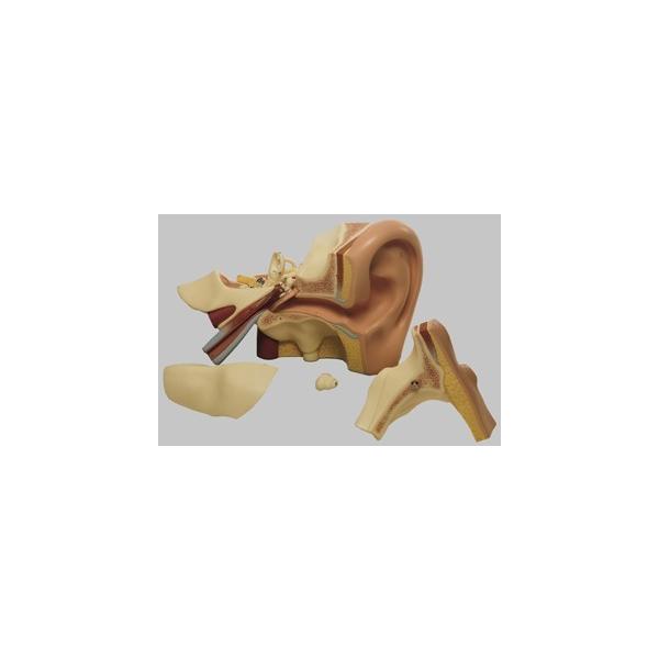 Nk Ώېi \\ U͌^ ds5 I  ͌^