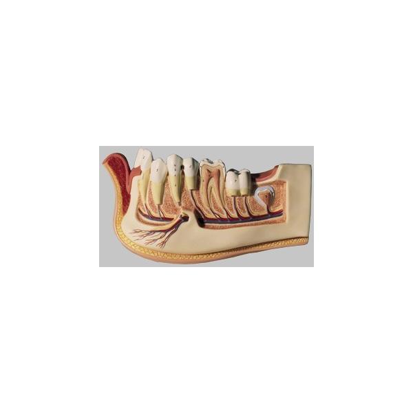 Nk Ώېi \\ PQΎ̉{͌^ es3 I  ͌^