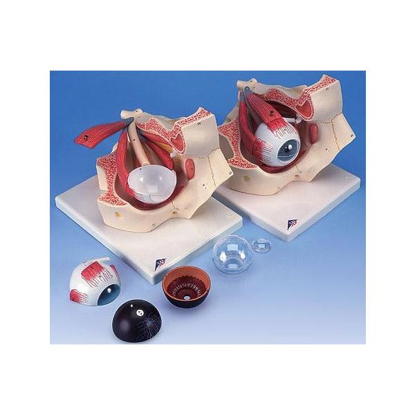 Nk Ώېi 3B  l̖͌^ @ዅ͌^ o(ዅ)Ɗ|3{E7f (f13) @ I  ͌^