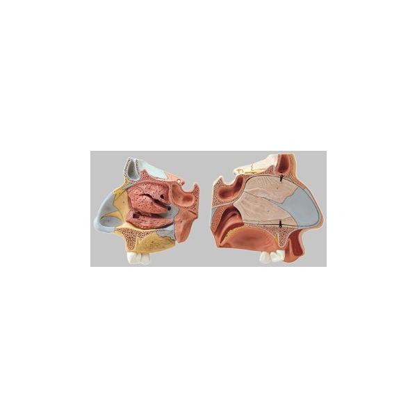 Nk Ώېi \\ @oU͌^ fs6 I  ͌^