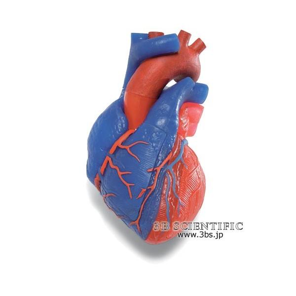 Nk Ώېi E 3BTCGtBeBbN  ͌^ SAEÖ敪A5f I  ͌^