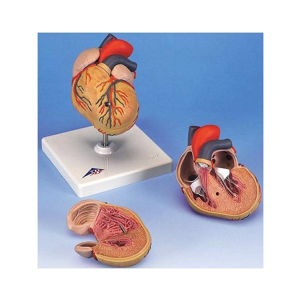 Nk Ώېi 3B  l̖͌^ @S͌^@SSE2f (g04) @ I  ͌^