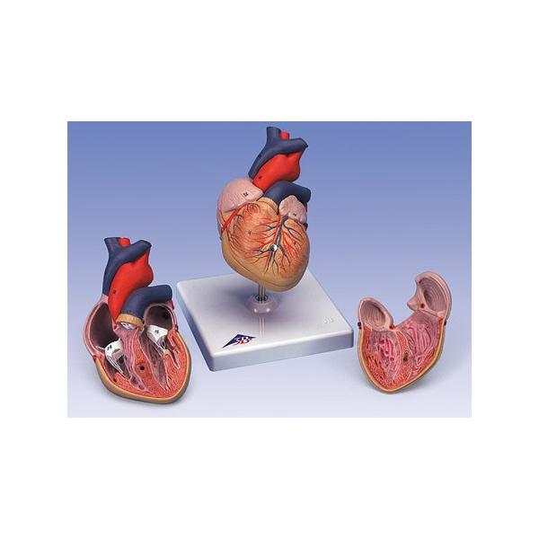 @3B  l̖͌^ @S͌^@S2f (g08) I  ͌^