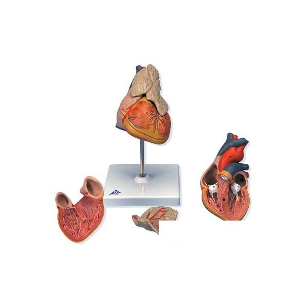 Nk Ώېi 3B  l̖͌^ @S͌^ SBtE3f (g08-1) @ I  ͌^